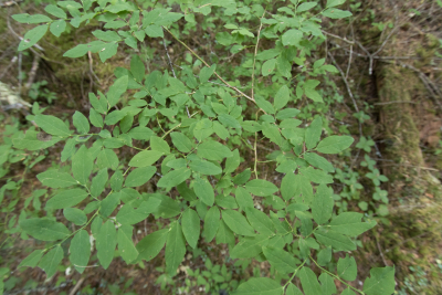 evergreen huckleberry