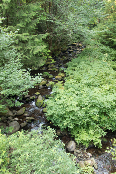 a stream in the old-growth forest
