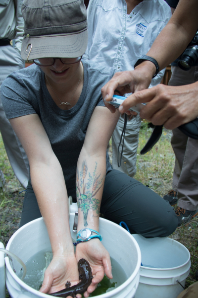 OSU graduate student Emily Heaston displays a pacific giant salamander