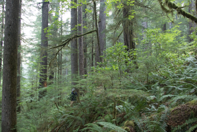 old-growth forest