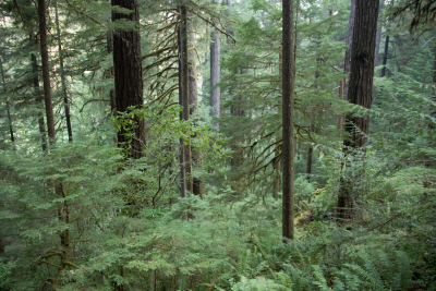 old-growth forest