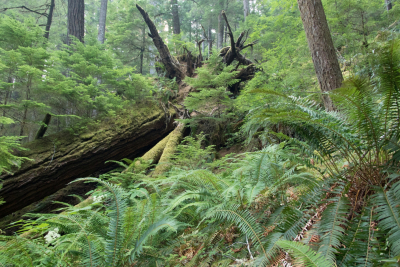 old-growth forest
