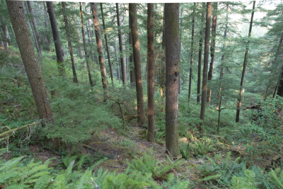 old-growth forest