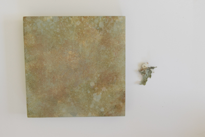 Lichen Study by artist Ann Rosenthal