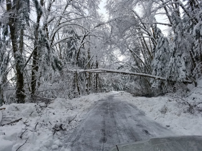 The 15 Road in the Andrews Forest, just cleared of trees
