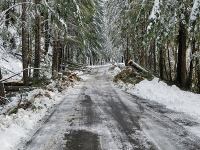 The compound road in the Andrews Forest, just cleared of trees