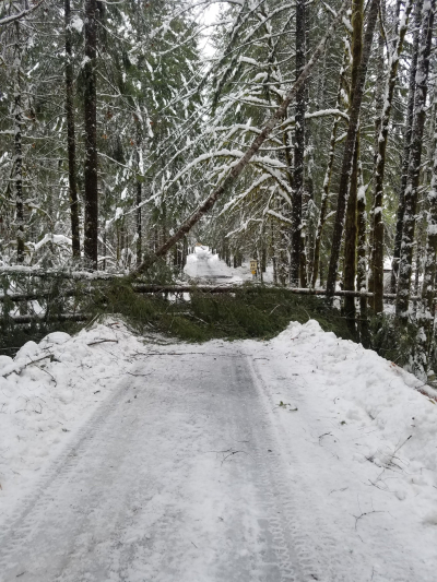 The compound road in the Andrews Forest, just cleared of trees, but with a new tree fall across the road