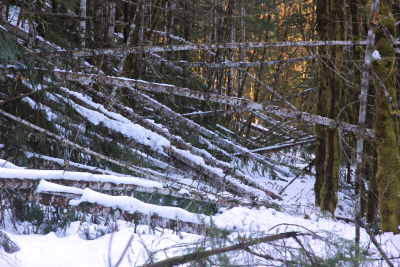 Snow and tree mortality event March 2019