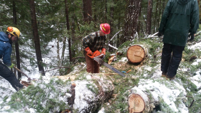 Trees block the 1506 road after the snowdown