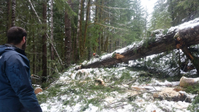 trees broken and piled up on the road