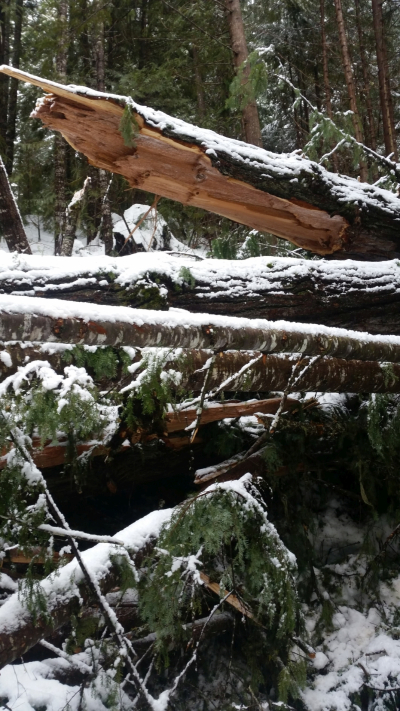 trees broken and piled up on the road