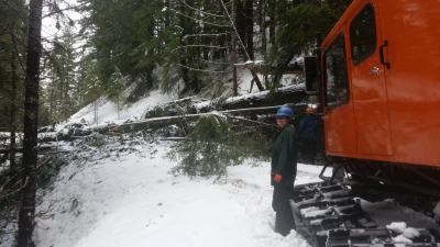 removing a large tree across the 1506 road