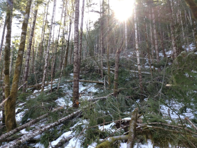 Watershed 01, north-facing slope, with extensive trees down after the storm