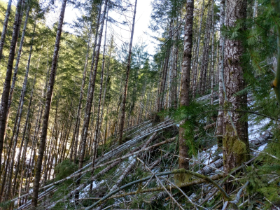 Watershed 01, north-facing slope, with extensive trees down after the storm