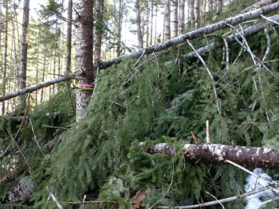 Watershed 01 slope, with extensive trees down after the storm