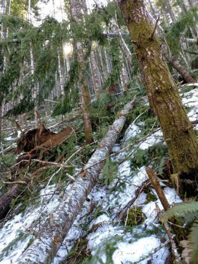 Watershed 01 slope, with extensive trees down after the storm