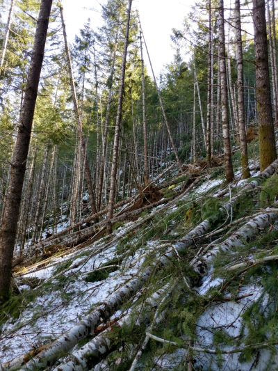 Watershed 01 slope, with extensive trees down after the storm