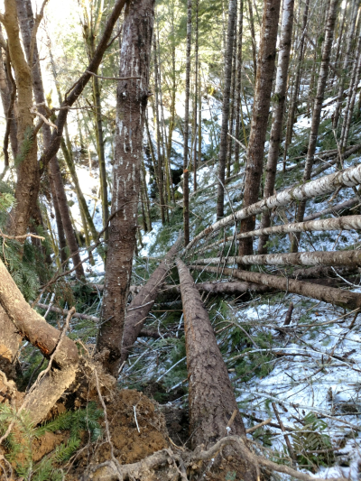 Watershed 01 slope, with extensive trees down after the storm