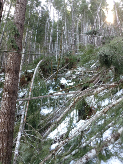 Watershed 01 slope, with extensive trees down after the storm