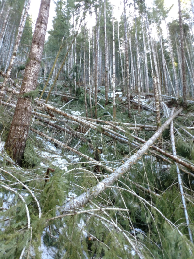 Watershed 01 slope, with extensive trees down after the storm