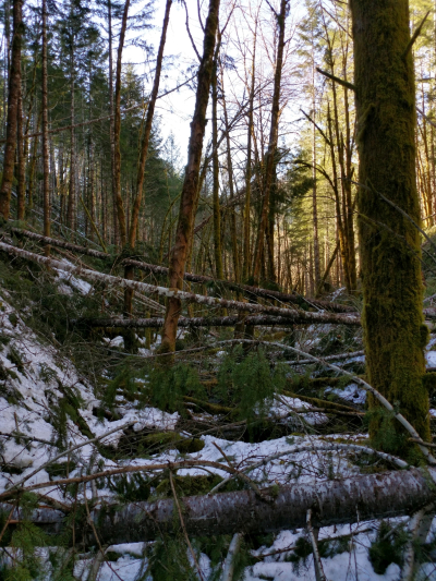 Watershed 01 slope, with extensive trees down after the storm