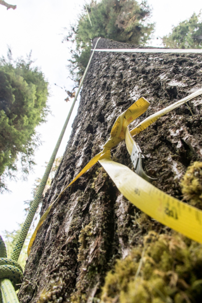 Dwarf Mistletoe Survey 2019