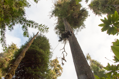 Stephen Calkins ascends into the canopy of a western hemlock tree