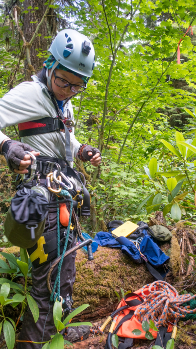 Dwarf Mistletoe Survey 2019