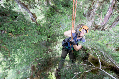 Dwarf Mistletoe Survey 2019