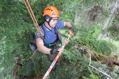 Dwarf Mistletoe Survey 2019