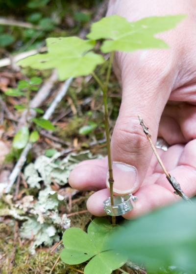 Forests of Oregon Elevation Gradient (FOREG) 2019