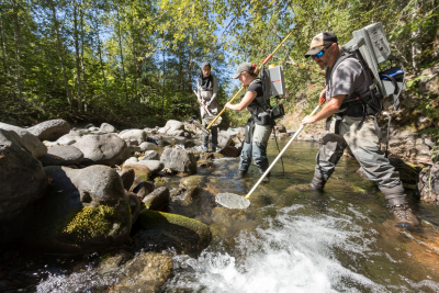 Lookout Creek Spatially Explicit Sampling of Aquatic Vertebrates