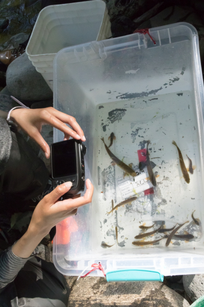 Lookout Creek Spatially Explicit Sampling of Aquatic Vertebrates