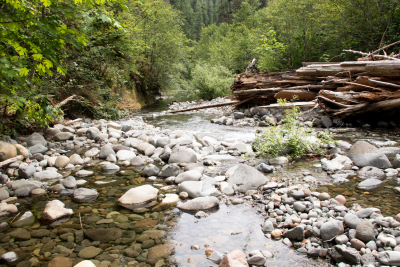 Stream Cross Section Study 2019