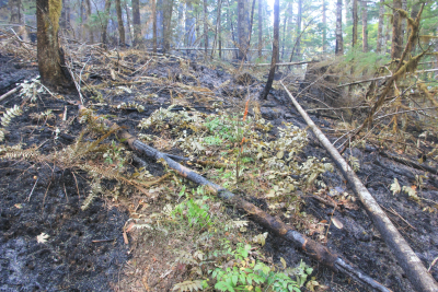 Holiday Farm Fire 2020