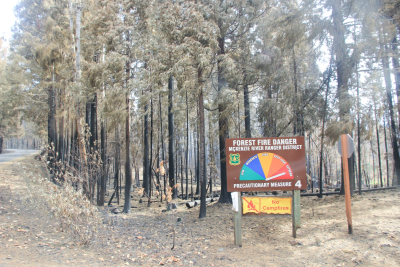 Holiday Farm Fire 2020