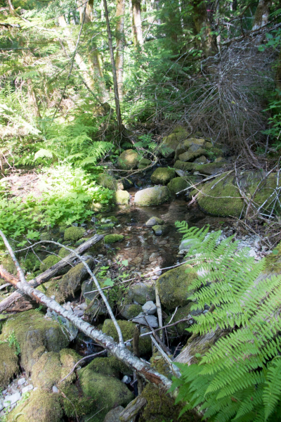 Drought Experiment