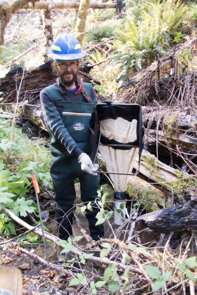 OSU Faculty Research Assistant Bill Gerth in Watershed 1 with a Surber sampler, used to collect stream invertebrates
