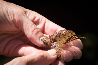 Stream Invertebrate Sampling 2021