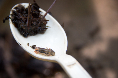 Stream Invertebrate Sampling 2021