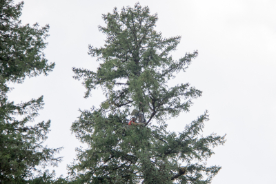 Canopy Ecology Field Work 2021