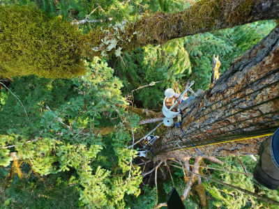 Canopy Ecology Field Work 2021