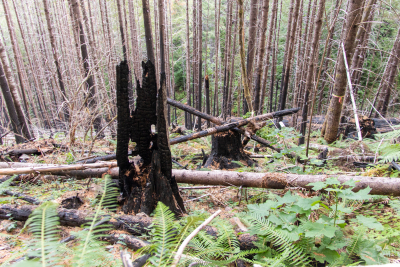 Post-fire vegetation survey WS1 2021