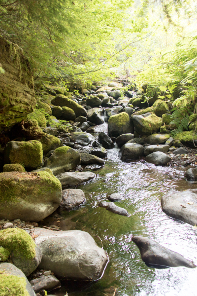 Mack Creek Vertebrates Study 2021