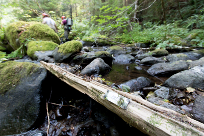 Mack Creek Vertebrates Study 2021