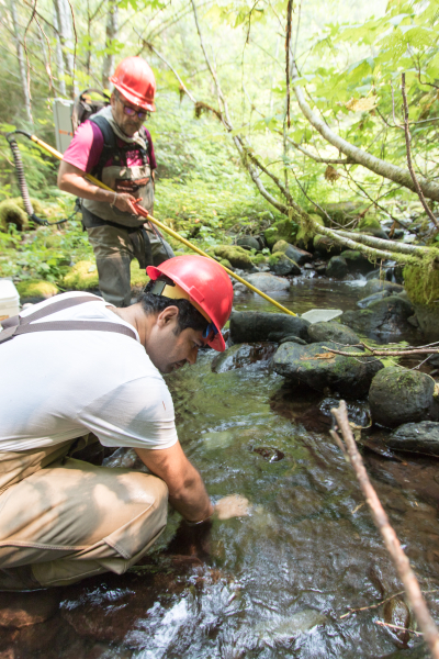 Mack Creek Vertebrates Study 2021
