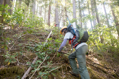 Tree growth and survival: the influence of disturbance and elevation