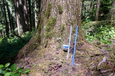 Tree growth and survival: the influence of disturbance and elevation