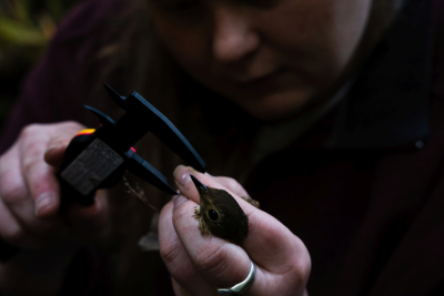 Bird population study and bird banding