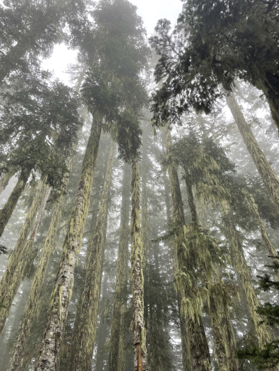 Lookout Fog
